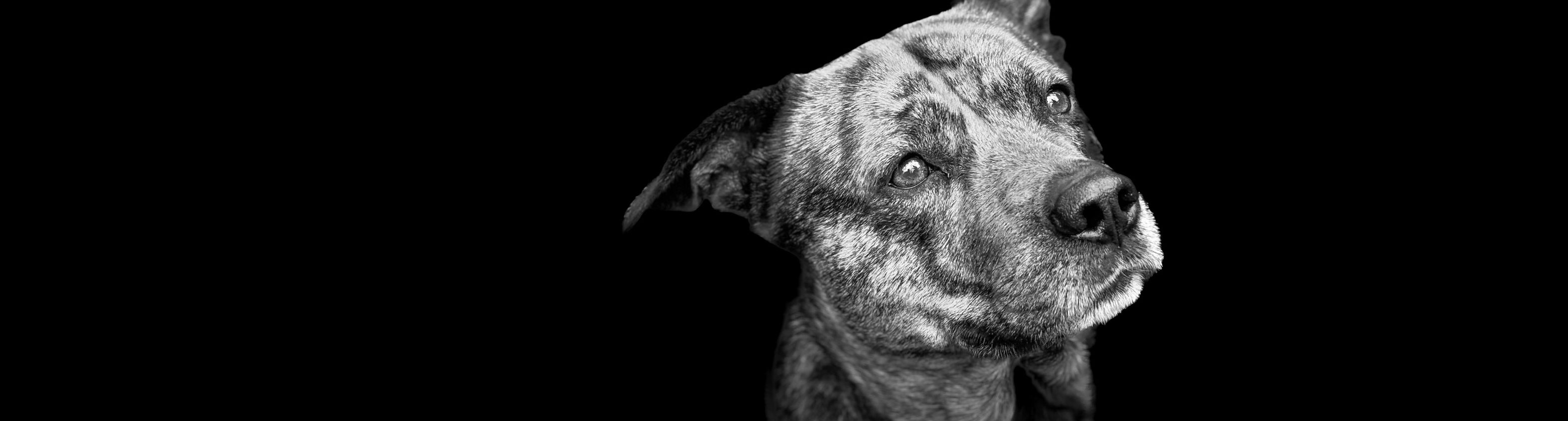 Banner hondenfestival met honden en baasjes