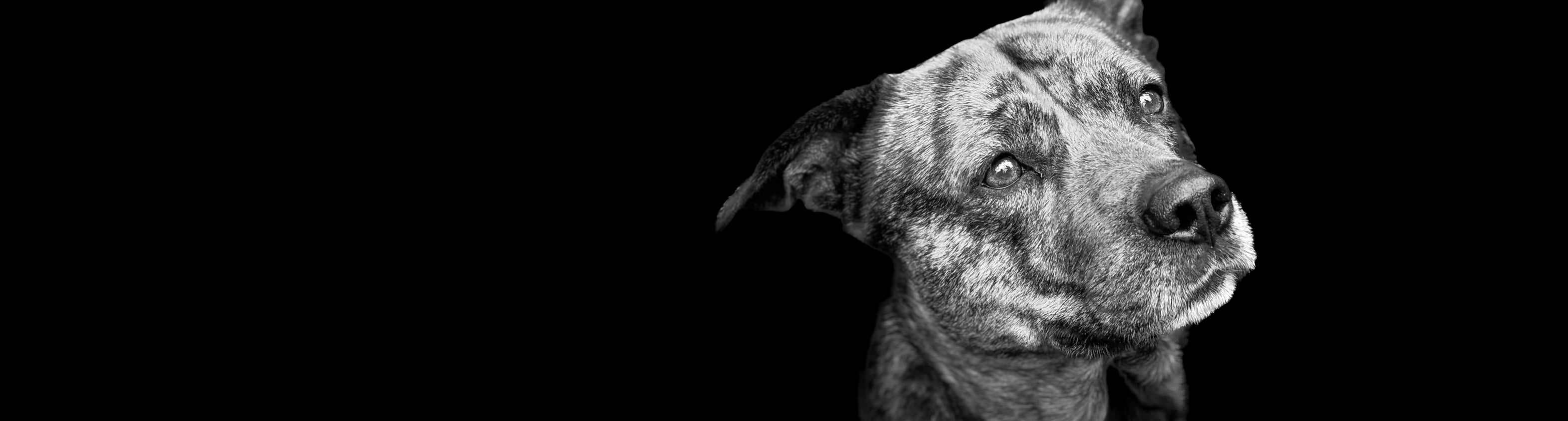 Banner hondenfestival met honden